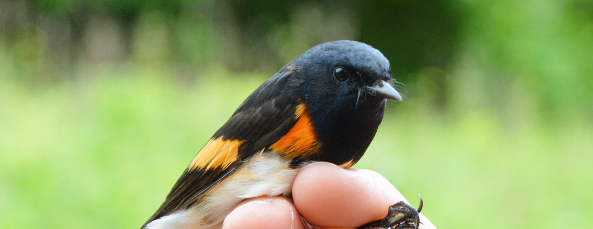 Public Bird Banding | Fall 2024